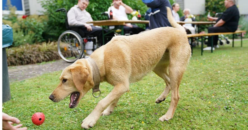 🐶