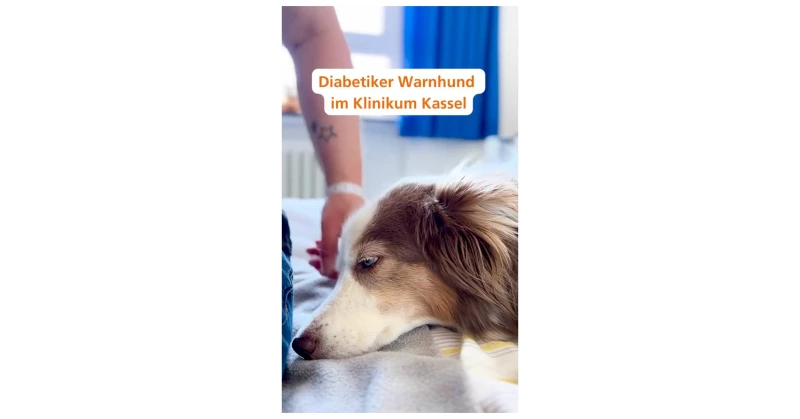 Diabetiker Assistenzhündin Kira 🐶♥️