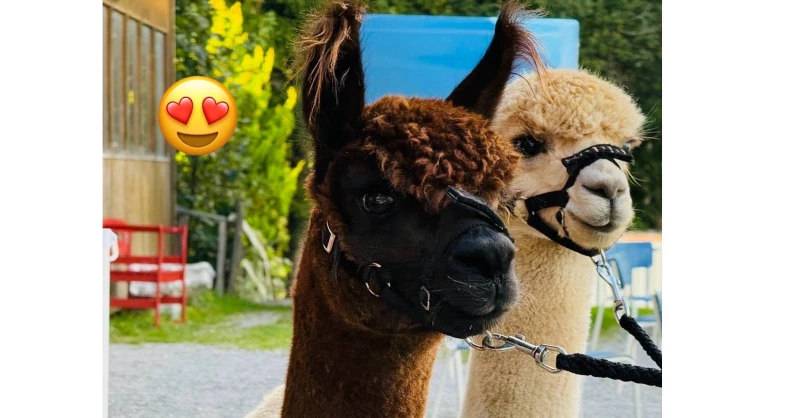 Tierischer Besuch ist auch immer da :-) 